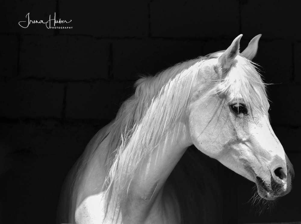 Elaaz Horse Fame in Azemmour, Morocco
