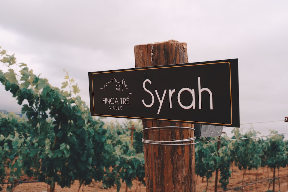 Vineyard