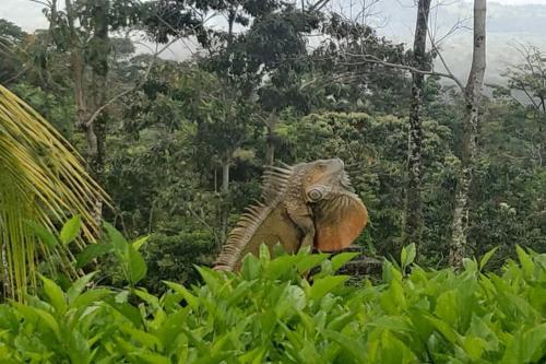 Volcano View Oasis Arenal in Fortuna, Costa Rica