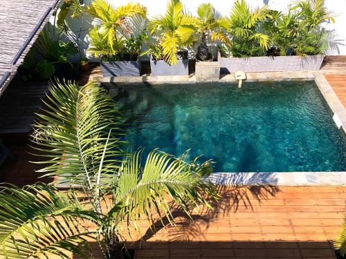 Pervenche in Saint-Pierre, Réunion