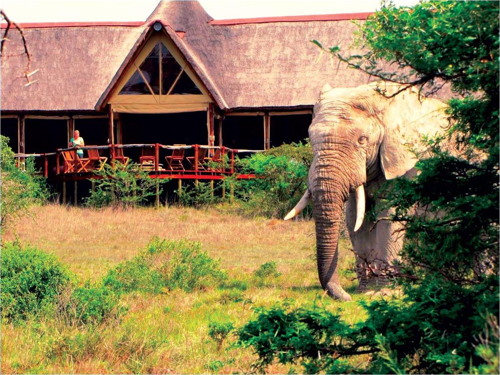Bush Lodge — 5-Star Luxury Hotel in Port Elizabeth, South Africa