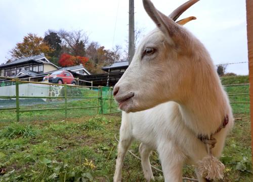 Matakitai — Ichinoseki — photo 5