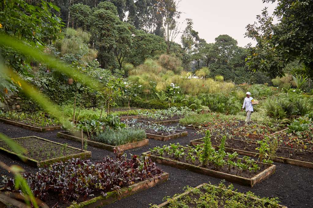 One&Only Gorilla’s Nest — Musanze — photo 3