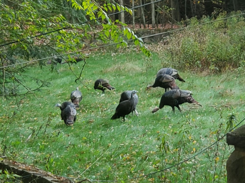Pocono Mountains Hotel and Spa - photo 114