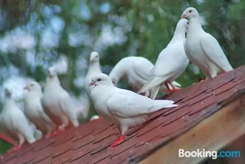 Cabana Poiana Verde in Slanic-Moldova, Romania