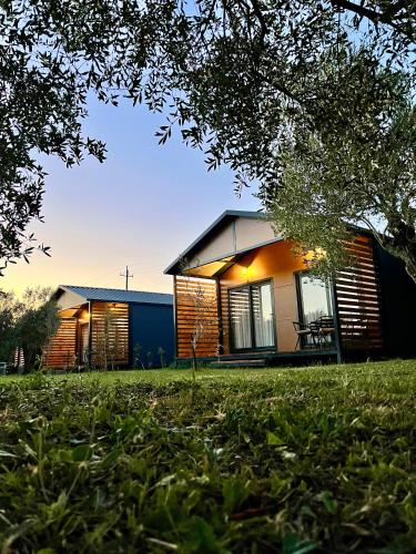 Salty Olives in Ulcinj, Montenegro