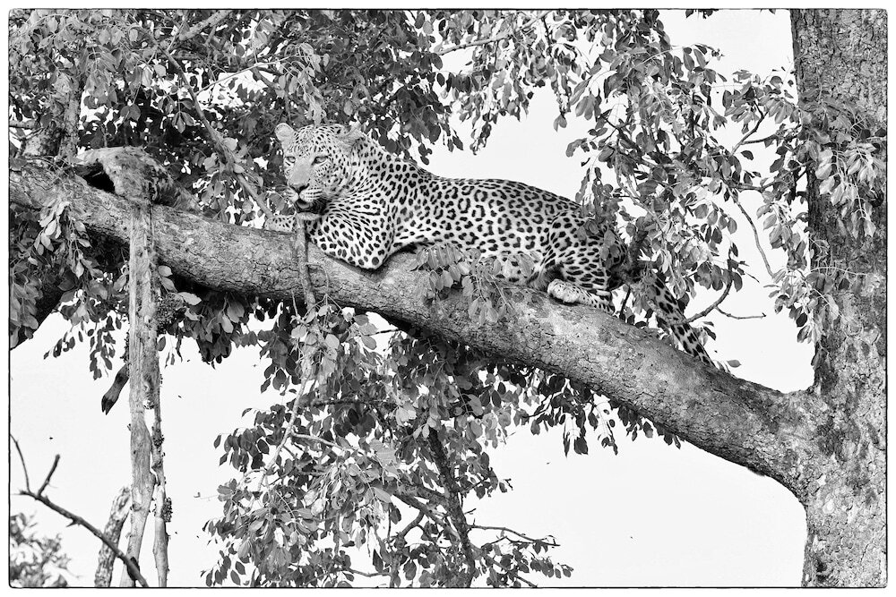 Distinctly Africa Manyeleti