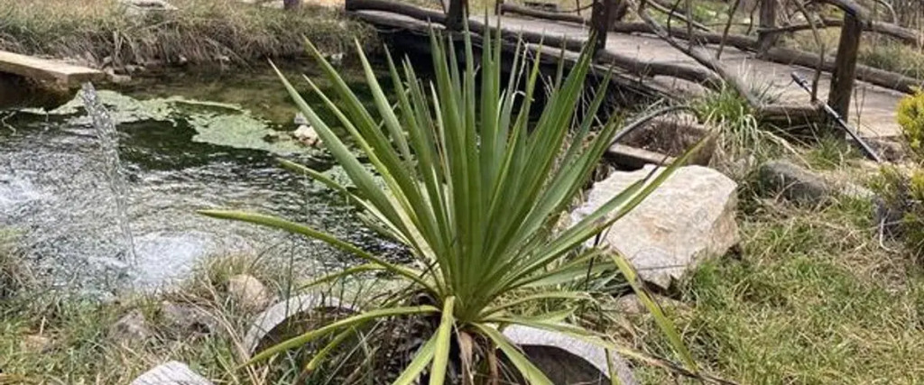 Lepista Garden — Mengen — photo 4