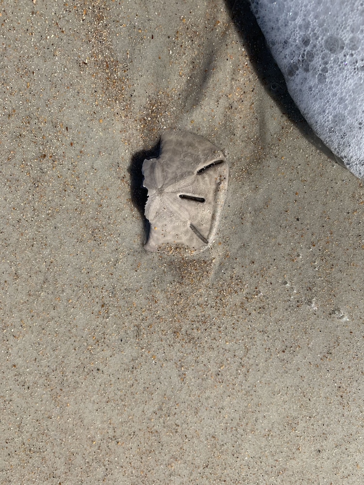 The Saint Augustine Beach House - photo 23