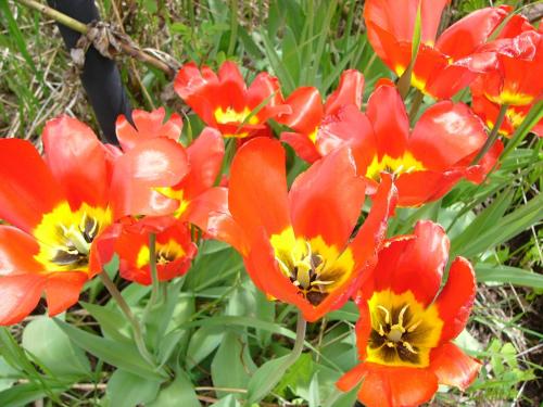 Hotelli Aliisa — Loimaa — photo 4