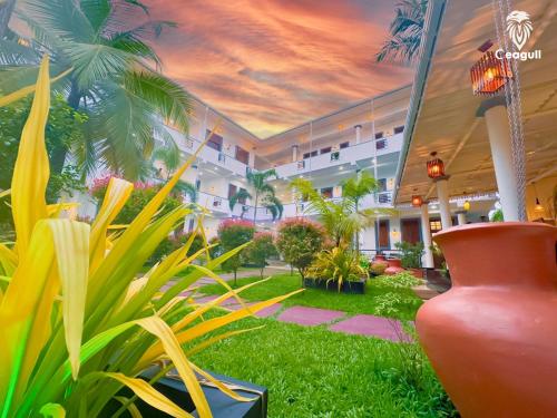 Ceagull in Unawatuna, Sri Lanka