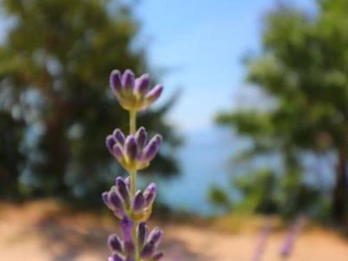 Apartments Seafront Silence Studio Apartment with Terrace and Sea View — 4-Star Luxury Hotel in Orebic, Croatia