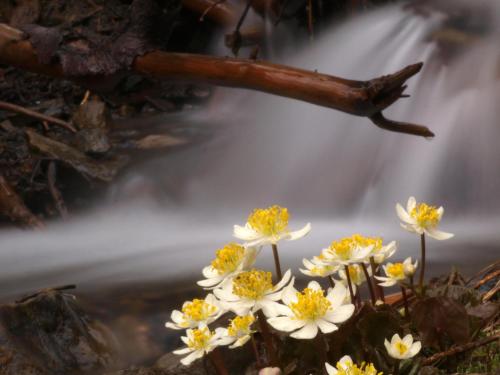 Sol Duc Hot Springs Resort - photo 21