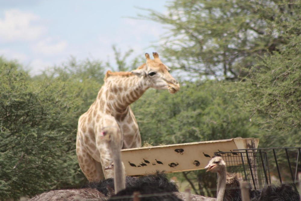 Ombo Rest Camp — Okahandja — photo 5