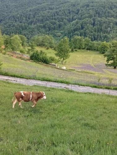 Family owned self sufficient ECO farm TARA in Pljevlja, Montenegro