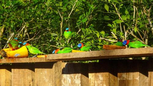 Canto dos Pássaros Suítes — Ubatuba — photo 4