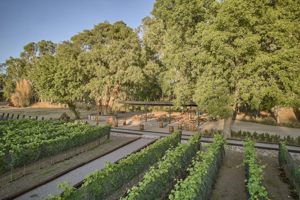 Vineyard
