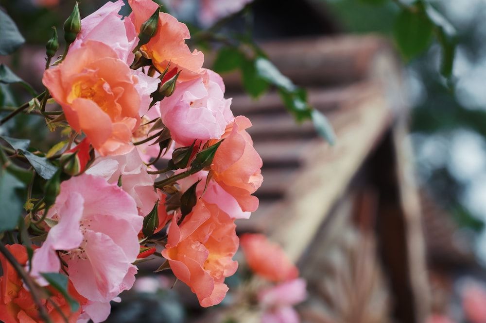 The Yew Tree in Newbury, United Kingdom