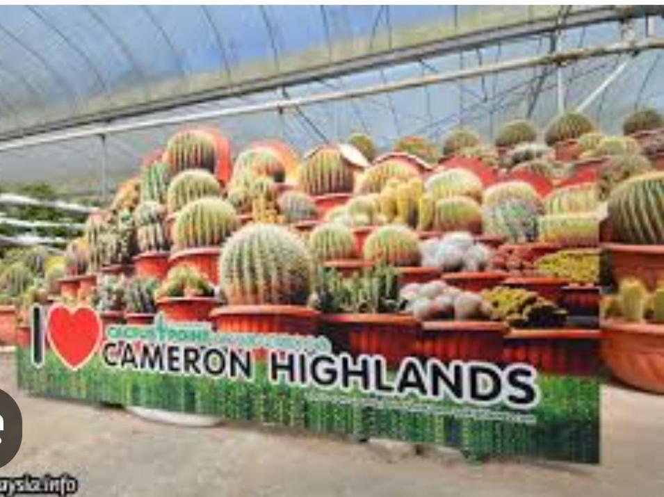 Forever Green Cameron — Unknown City — photo 3