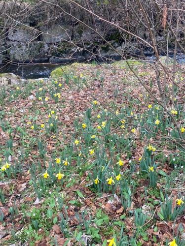 La Cabane Des Ecureuils — Xonrupt-Longemer — photo 2