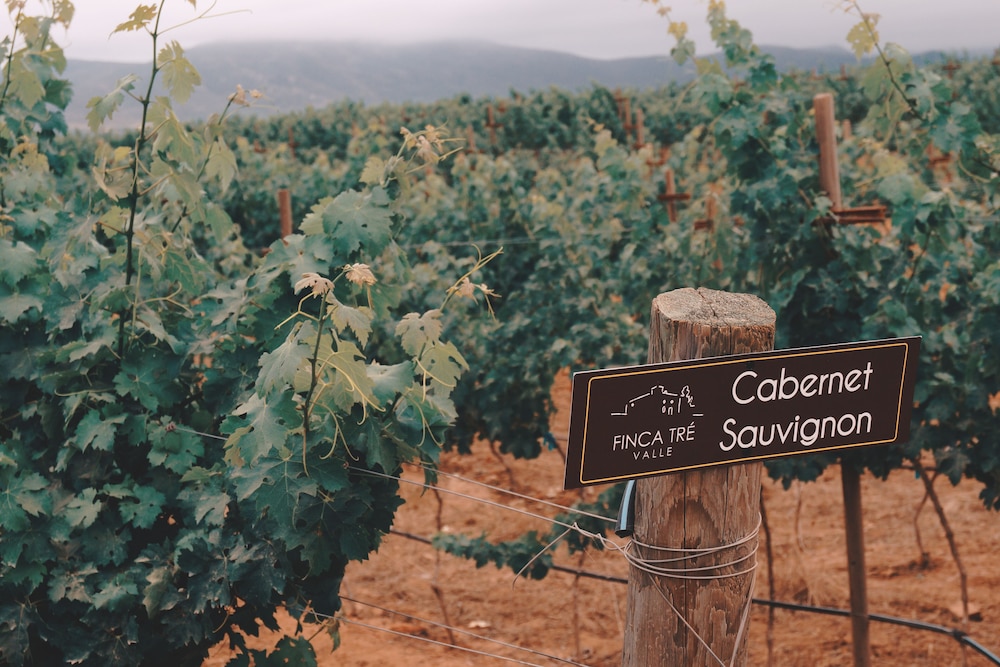 Vineyard