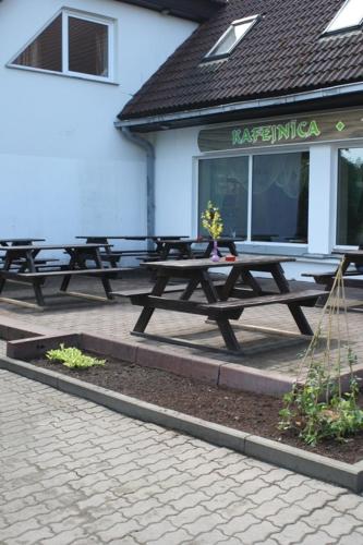 Zitari in Ventspils, Latvia