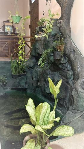 Green Heaven — Kandy — photo 4
