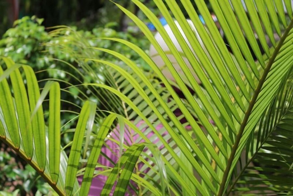 Macedo Palms Lemonmint — Mormugao — photo 4