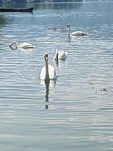 Kuća Zvorničko jezero in Mali Zvornik, Serbia
