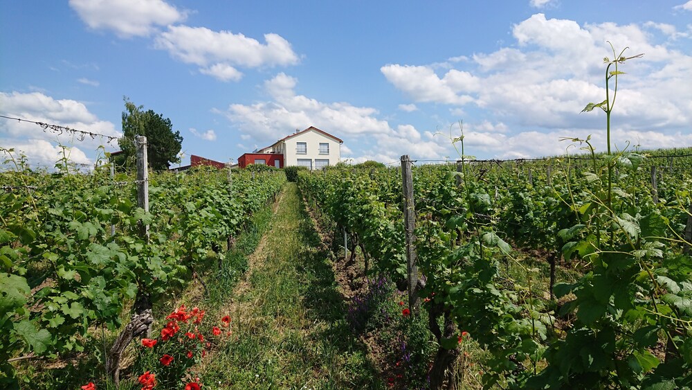Weinbergshof Rickel — 4-Star Luxury Hotel in Kitzingen, Germany