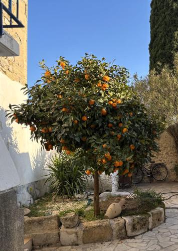 La fleur d’oranger