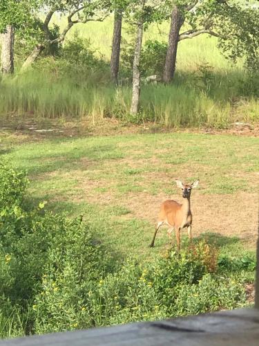 Intracoastal Views by Oak Island Accommodations - photo 13