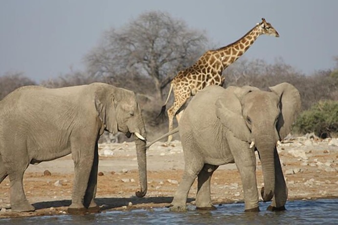Shikamasha Etosha Game Lodge 11199557 — Tsumeb