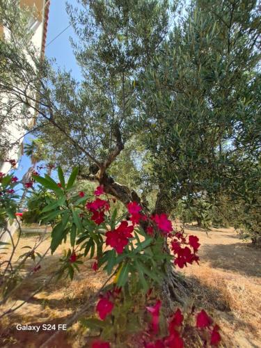 Tritsili house — Koroni — photo 2