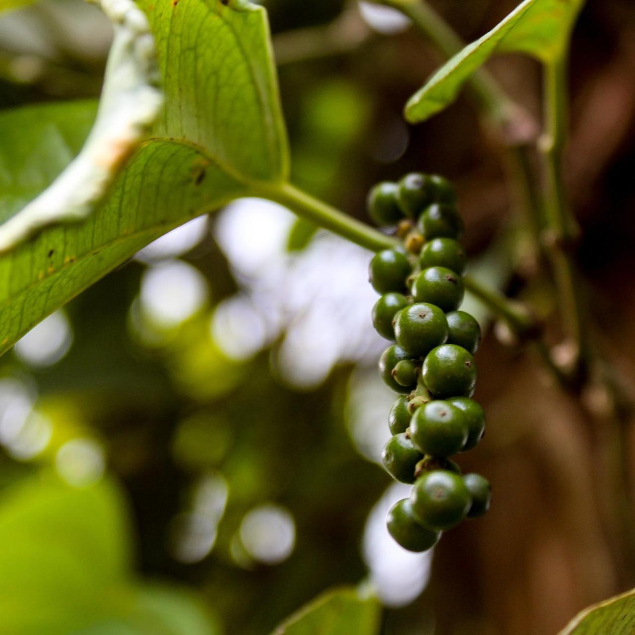 Paradise Forest Garden — Matale — photo 3