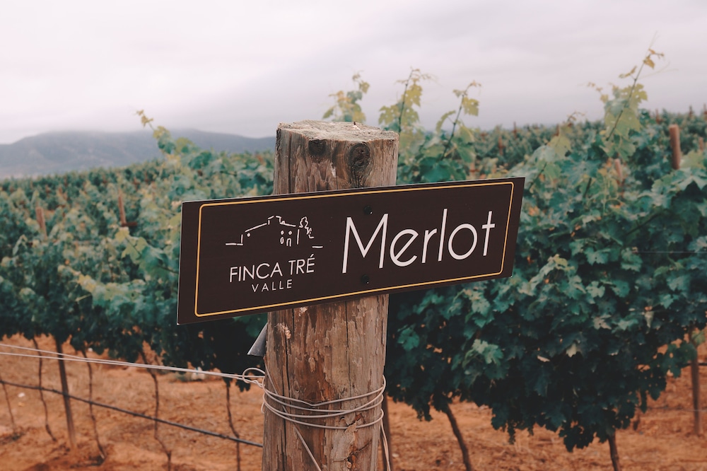 Vineyard