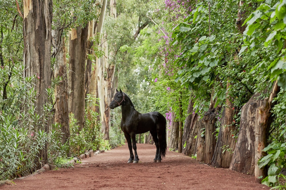 Horseback riding
