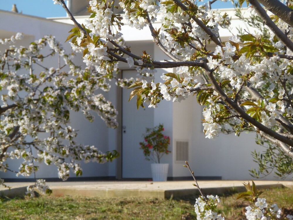 Il Giardino Dei Ciliegi — Turi