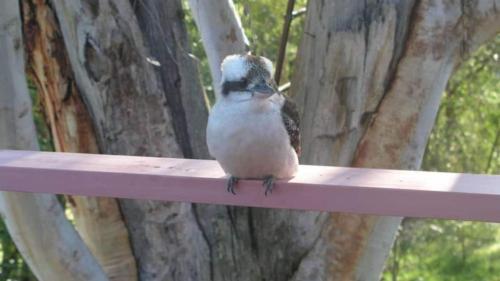 Kookaburra Dreaming Only 400m from the beach in Vincentia, Australia