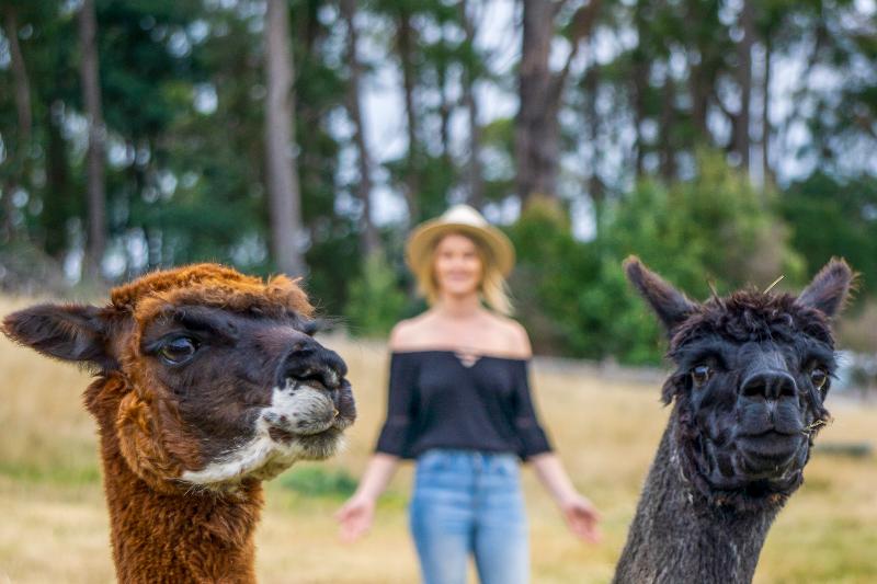 Tin Dragon Trail Cottages in St Helens, Australia