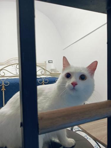 The white cat - carbon neutral hotel in Naples