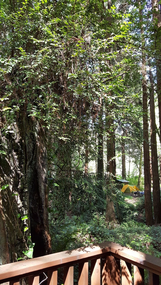Emerald Forest Cabins - photo 97