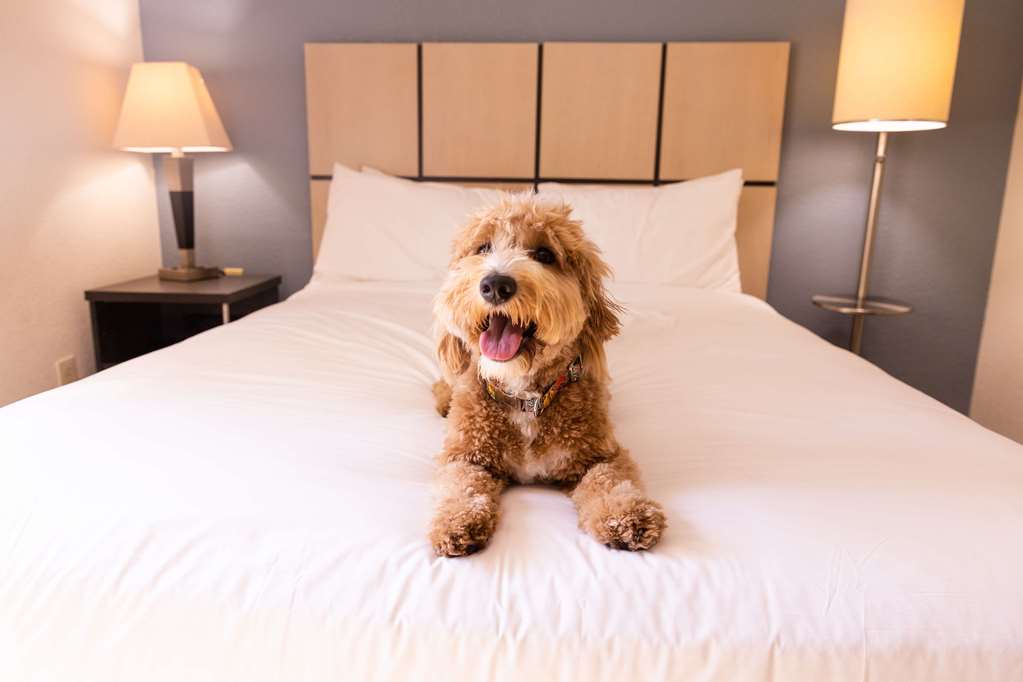 Sonesta Simply Suites Charlotte University - photo 12