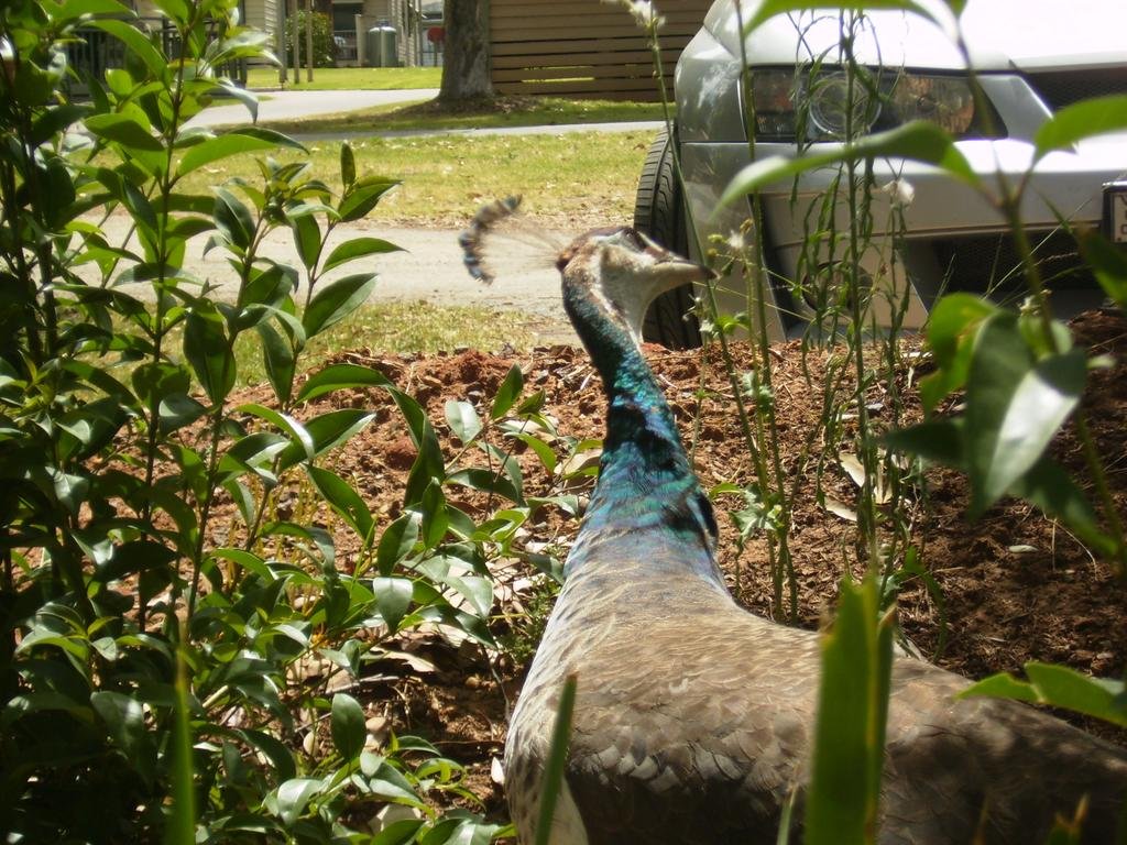 Lakeview Villa S 6768534 — Albury