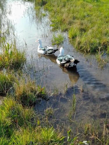 Don Edmundo Trevelin in Trevelin, Argentina