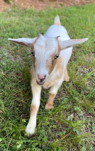 Stinnett Family Farm in Stockbridge, United States