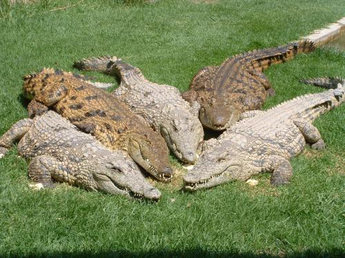 Crocodile Lodge cc — 4-Star Luxury Hotel in Midrand, South Africa