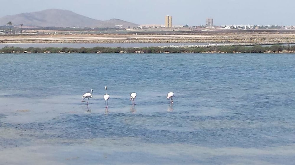 Inmovecos Clipper 311 — La Manga Del Mar Menor
