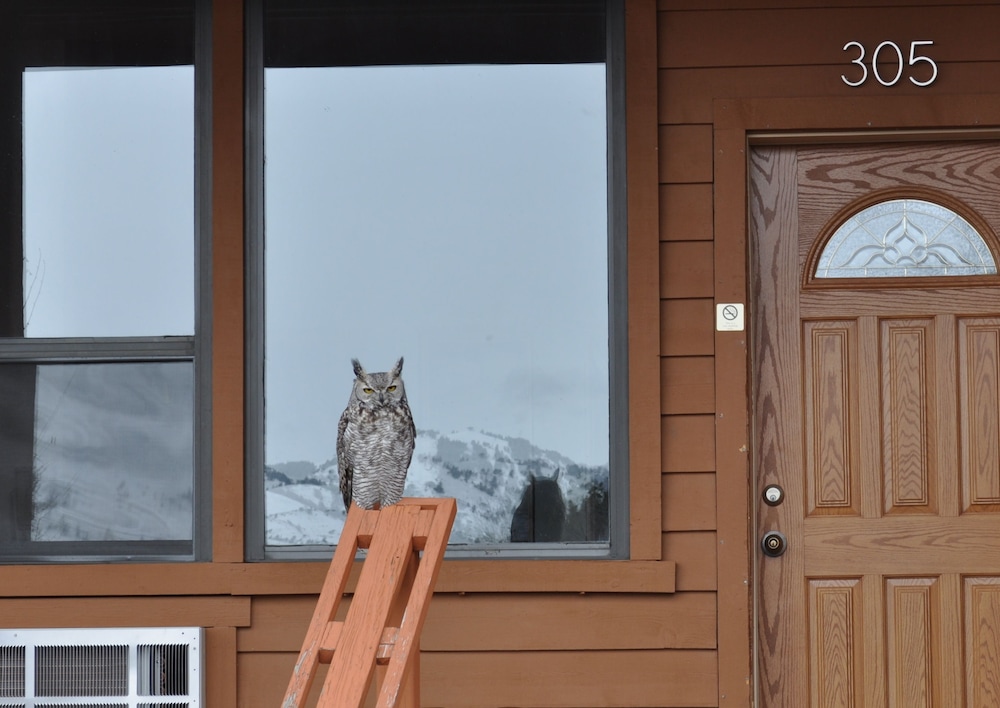 Yellowstone Village Inn and Suites - photo 23