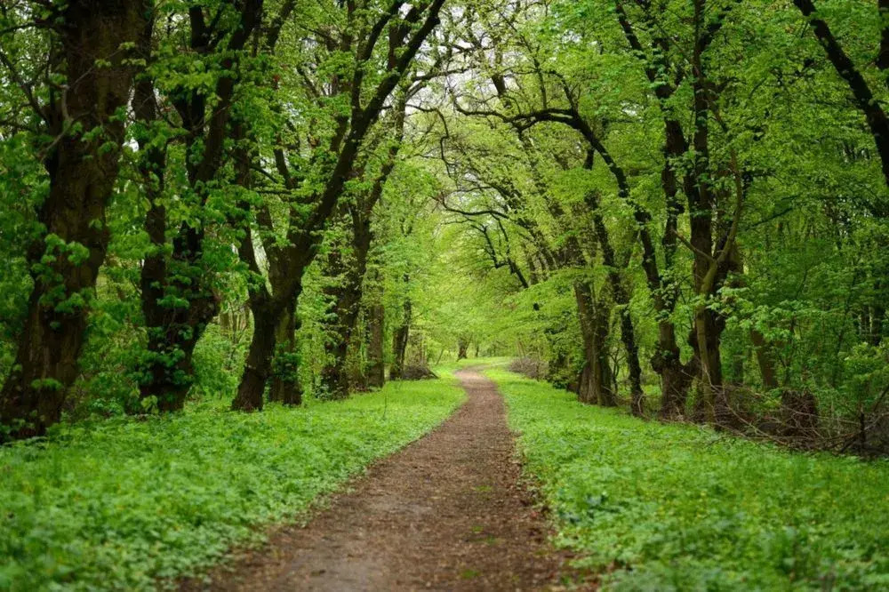 The Yellowwood - photo 38
